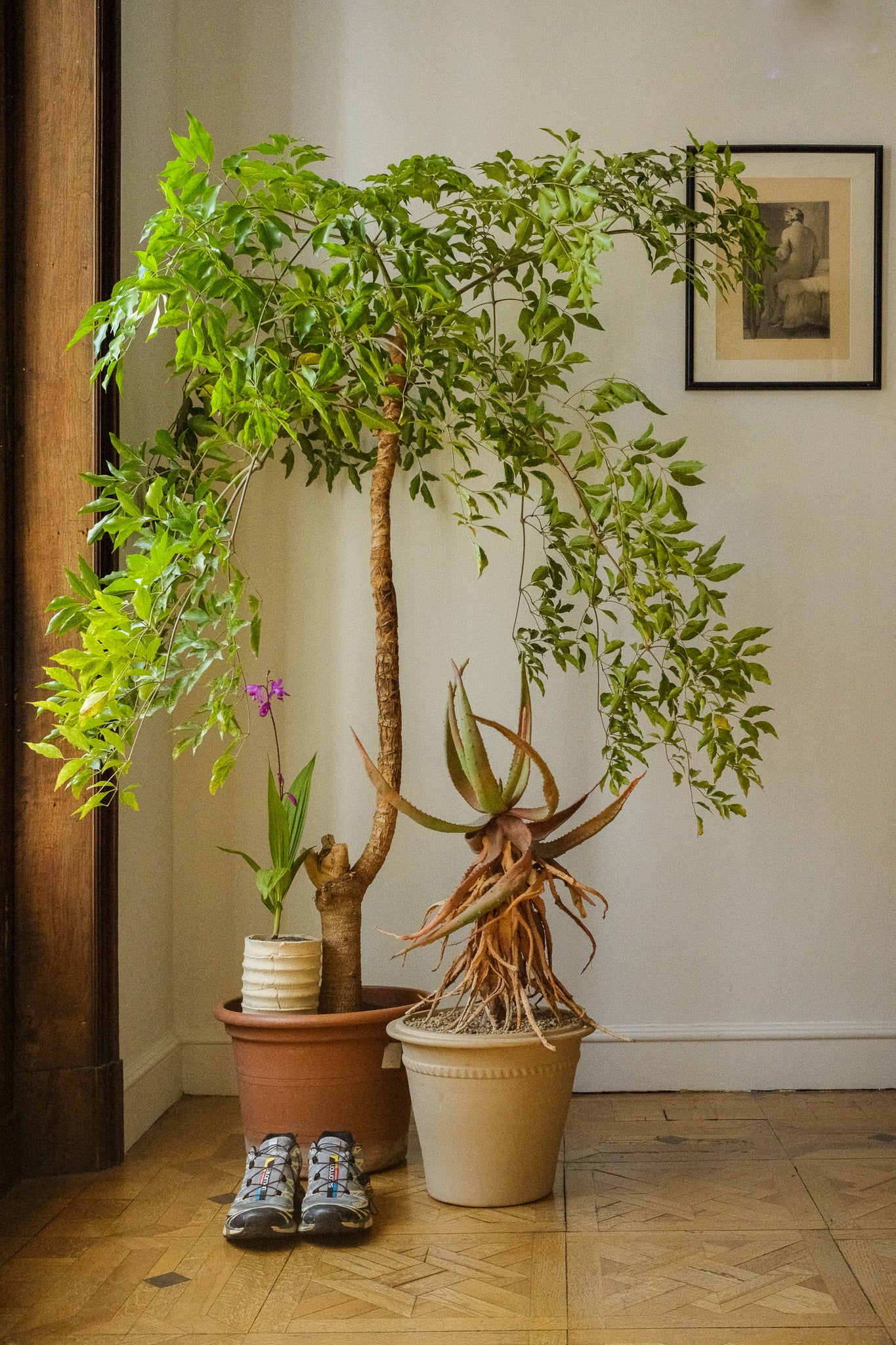 Liste de Noël pour amoureux de plantes