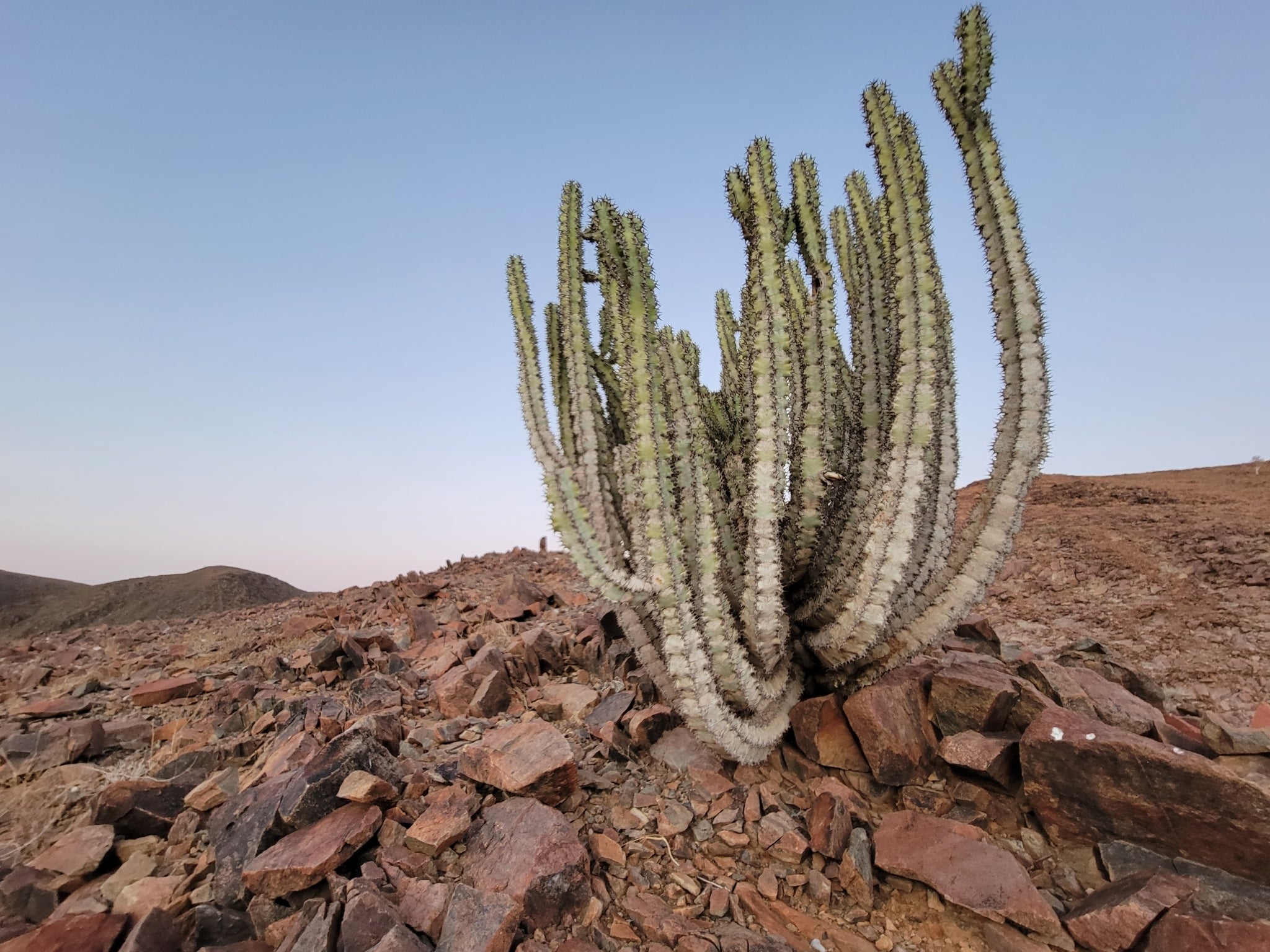 L’incroyable genre des Euphorbes. De nos jardins tempérés aux tropiques