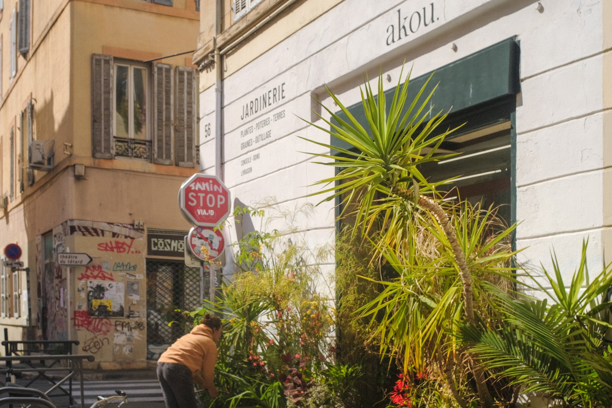 plantes de collection - Jardinerie Akou