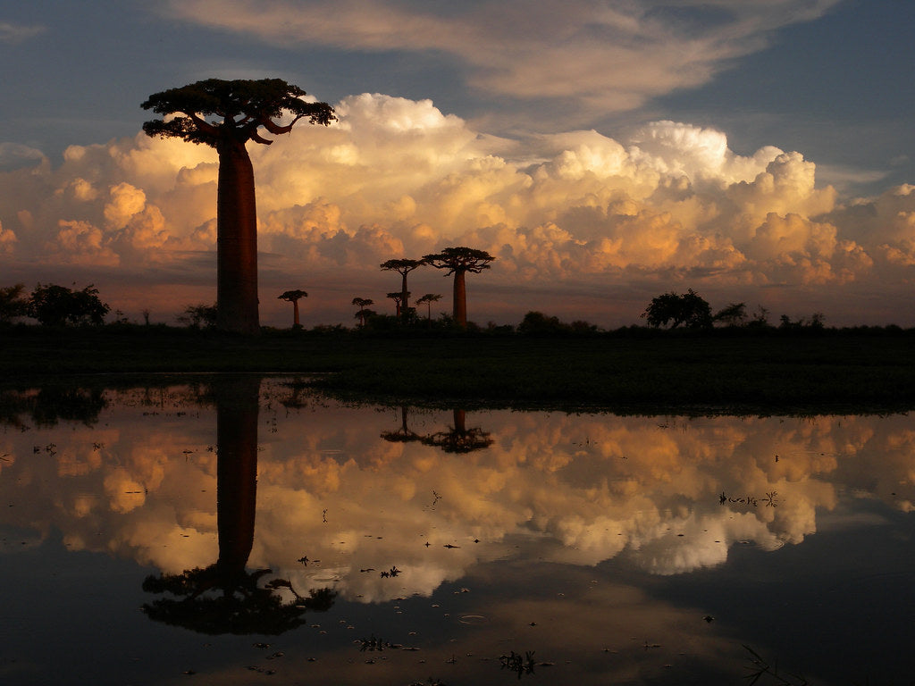 Madagascar un trésor écologique jardinerie Akou