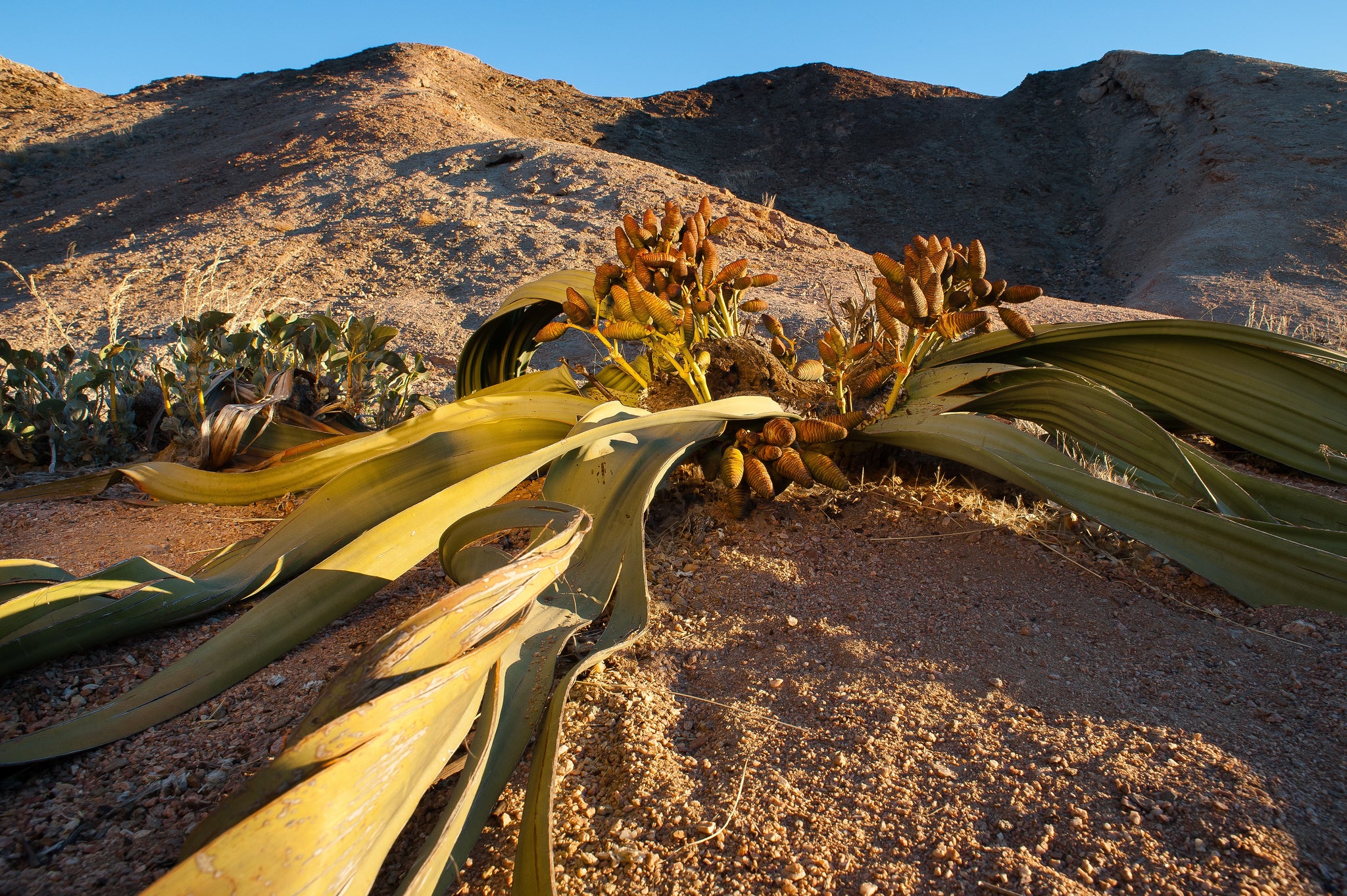 Les espèces de plantes succulentes les plus rares en culture