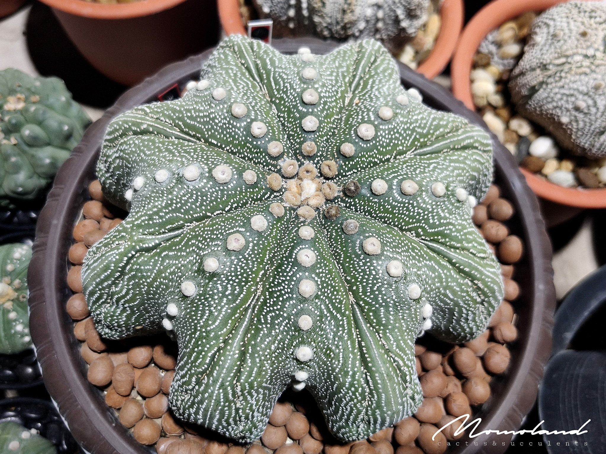 astrophytum asterias super kabuto cv star shape