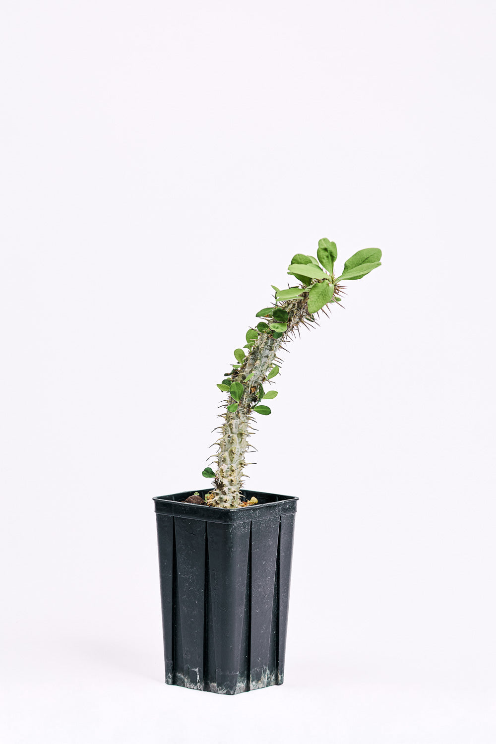 euphorbia didiereoides