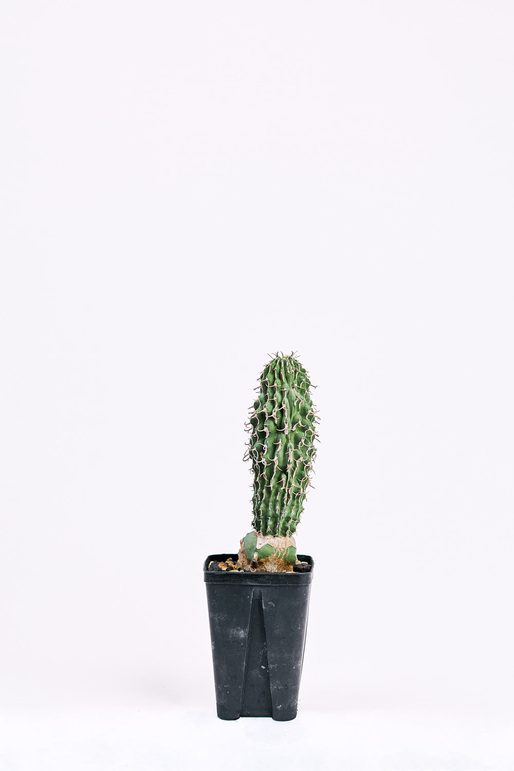 euphorbia columnaris greph