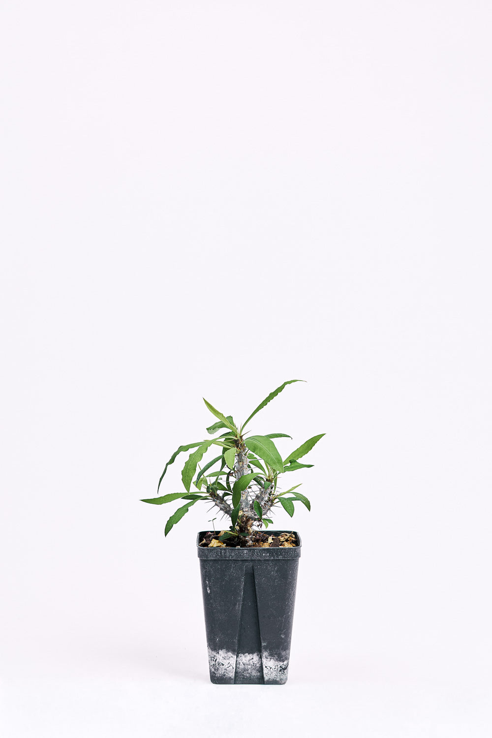 euphorbia sp