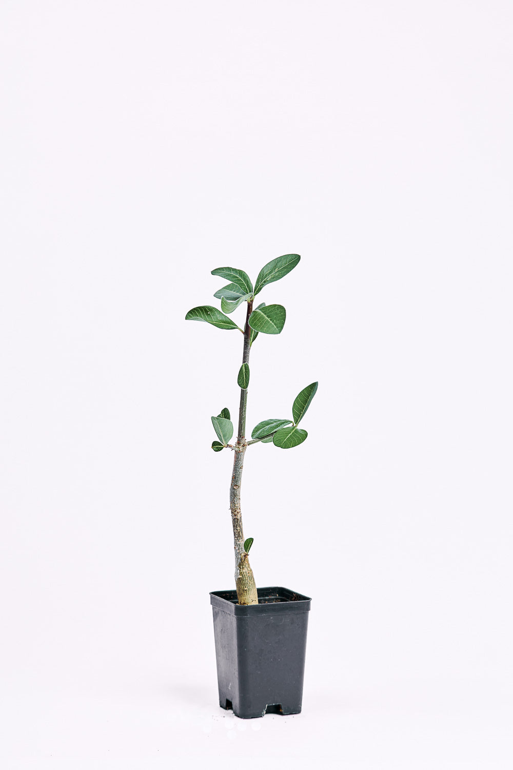 euphorbia sp
