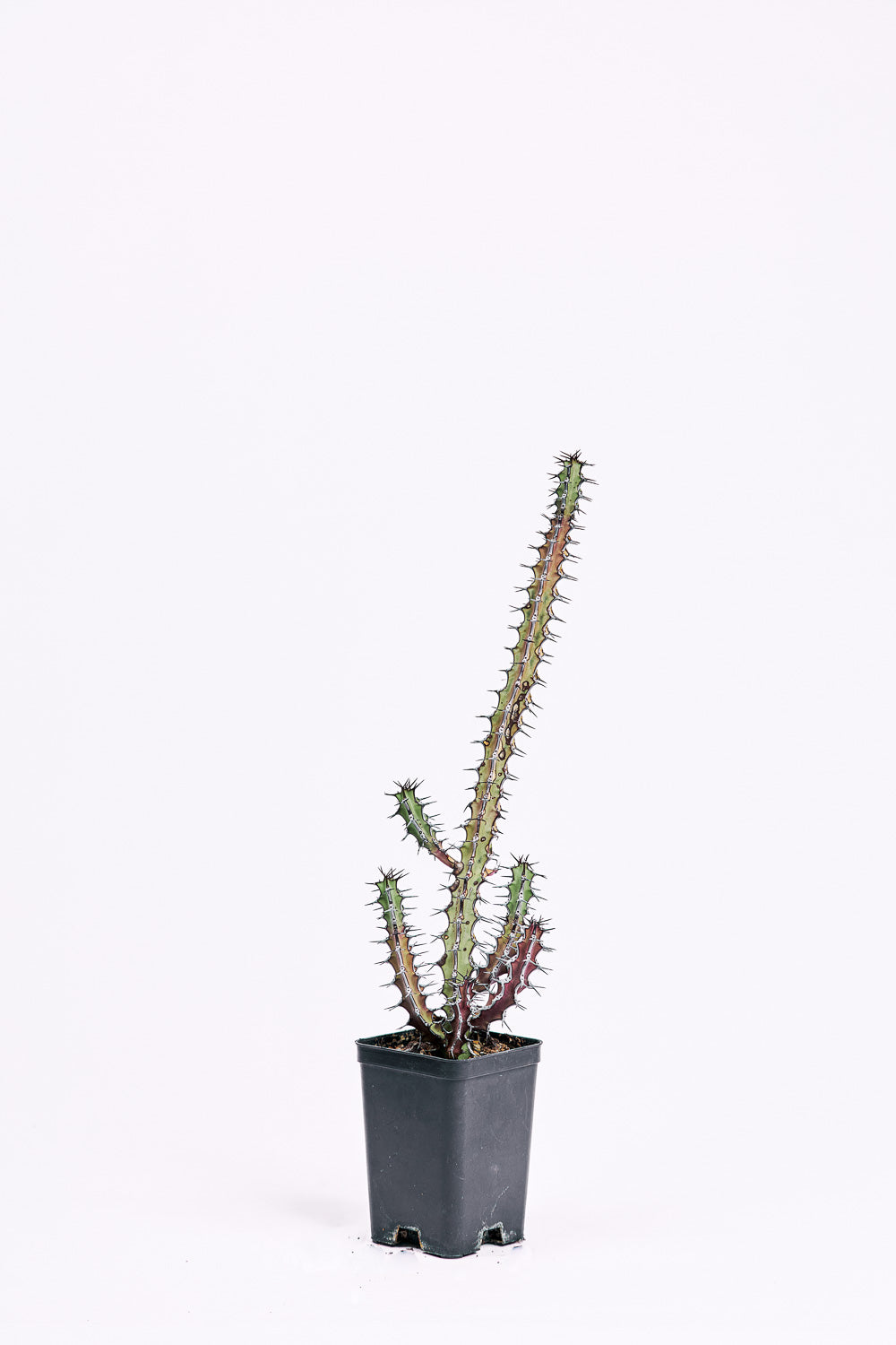 euphorbia xanthadenia