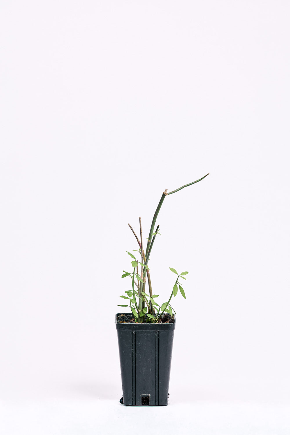 Euphorbia xanti