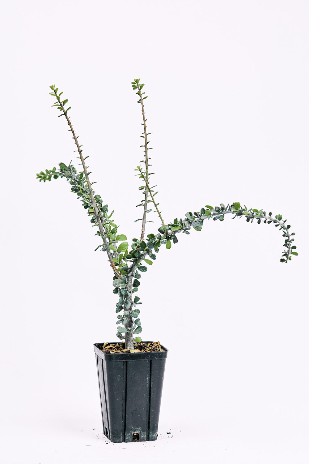 Alluaudia Humbertii