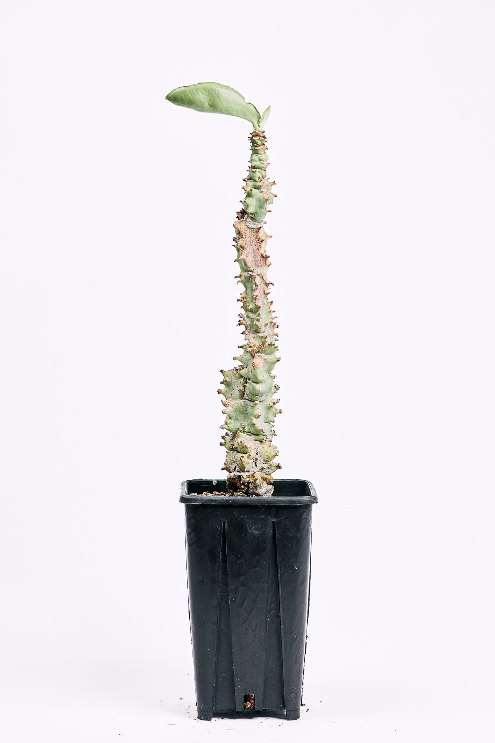 monadenium spectabile