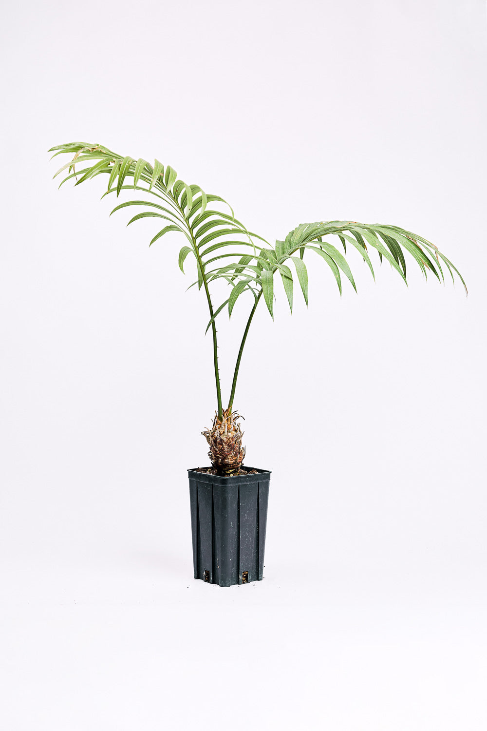 cycas thouarsii