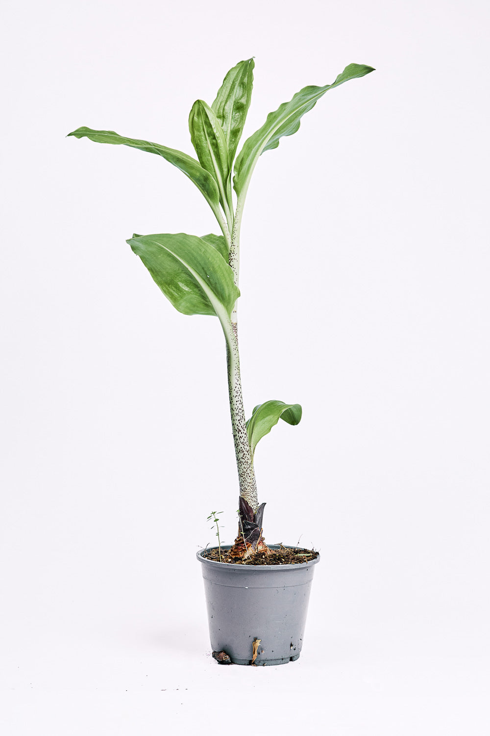 scadoxus multiflorus subsp. katherinae