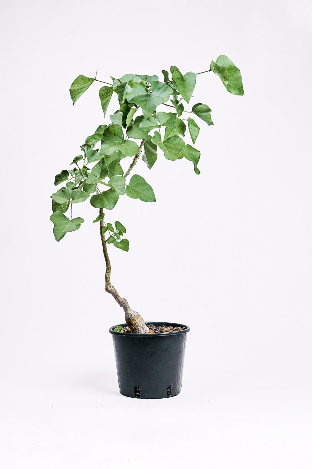 erythrina humeana