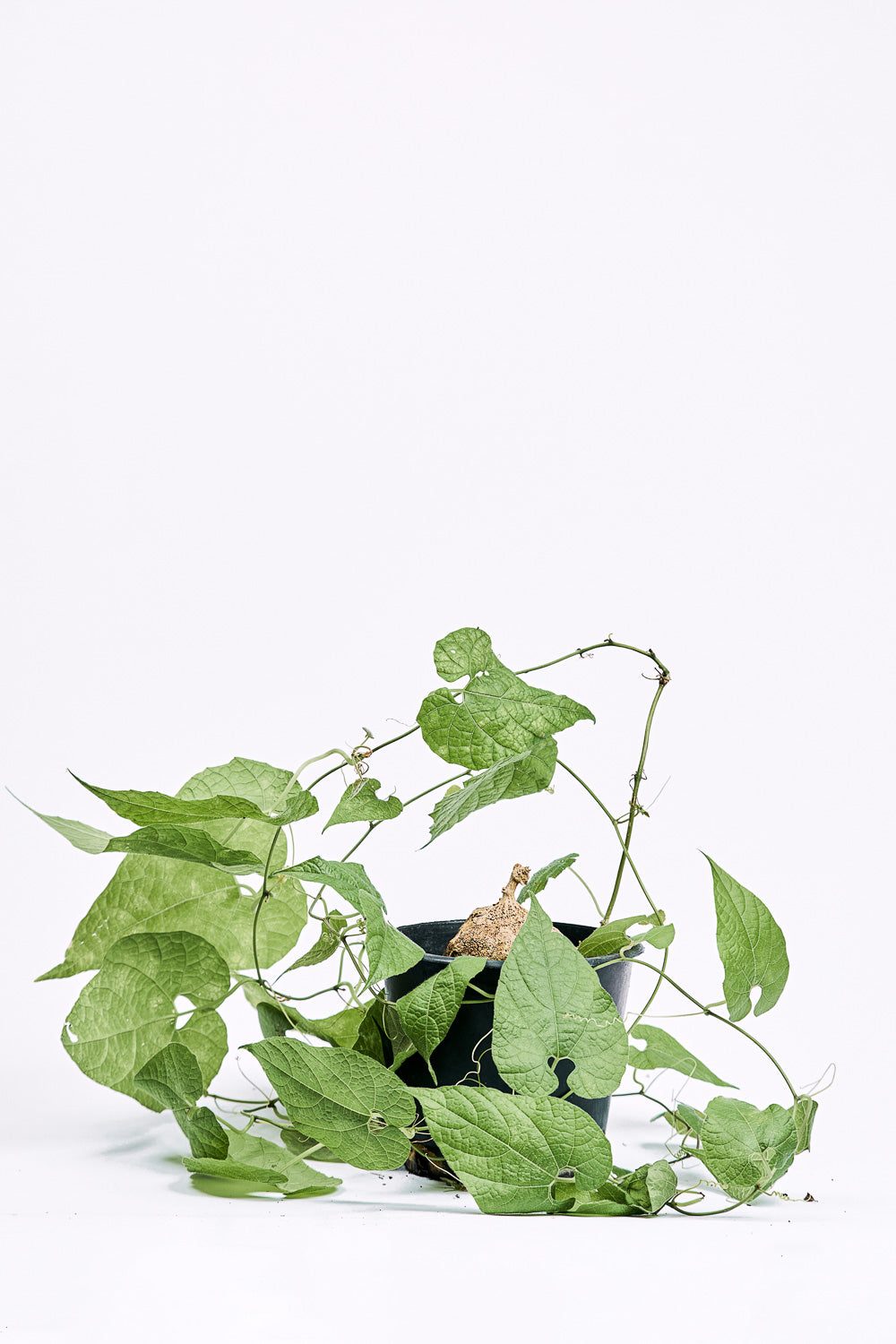 siraitia grosvenorii