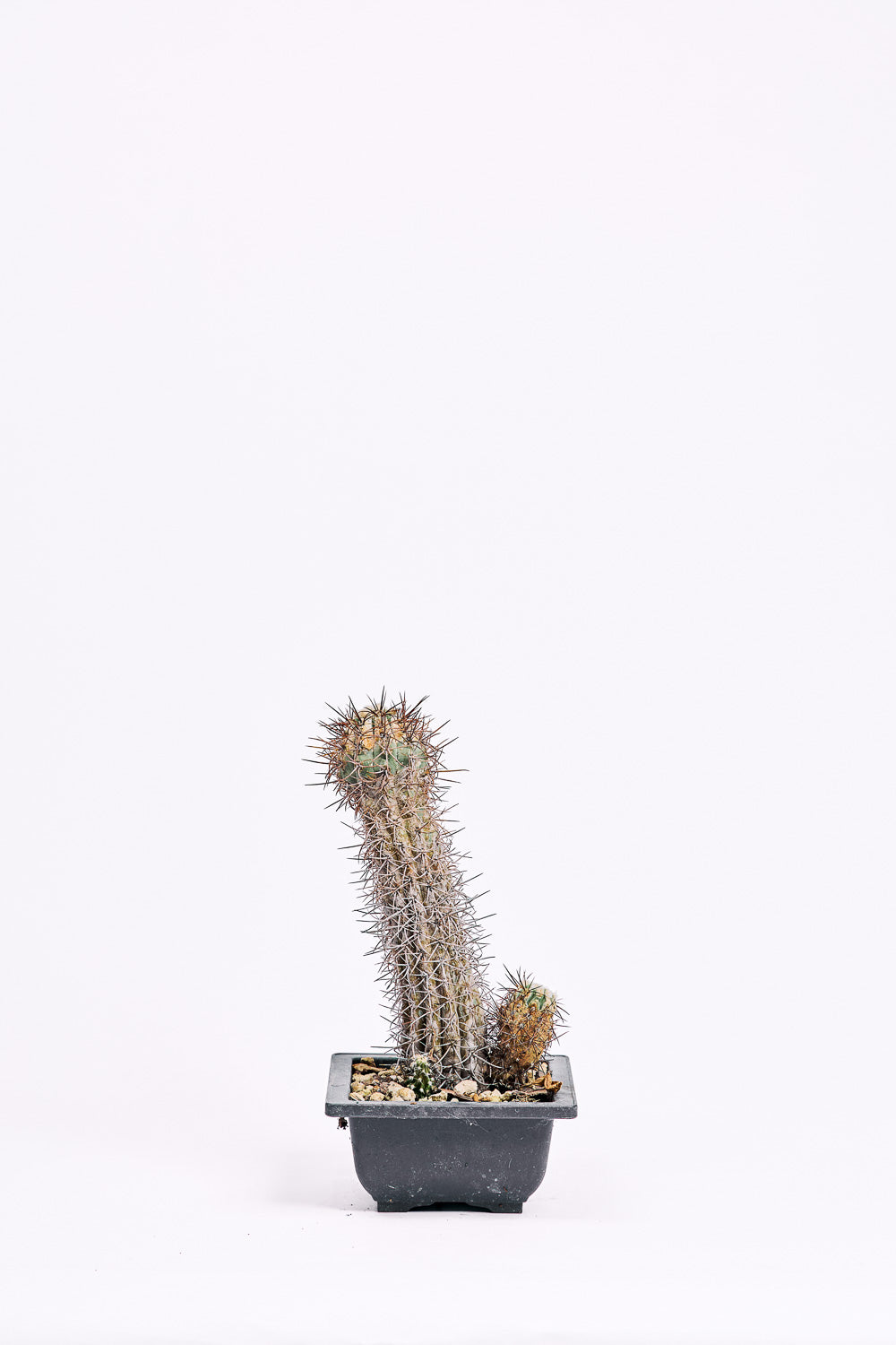 copiapoa calderana