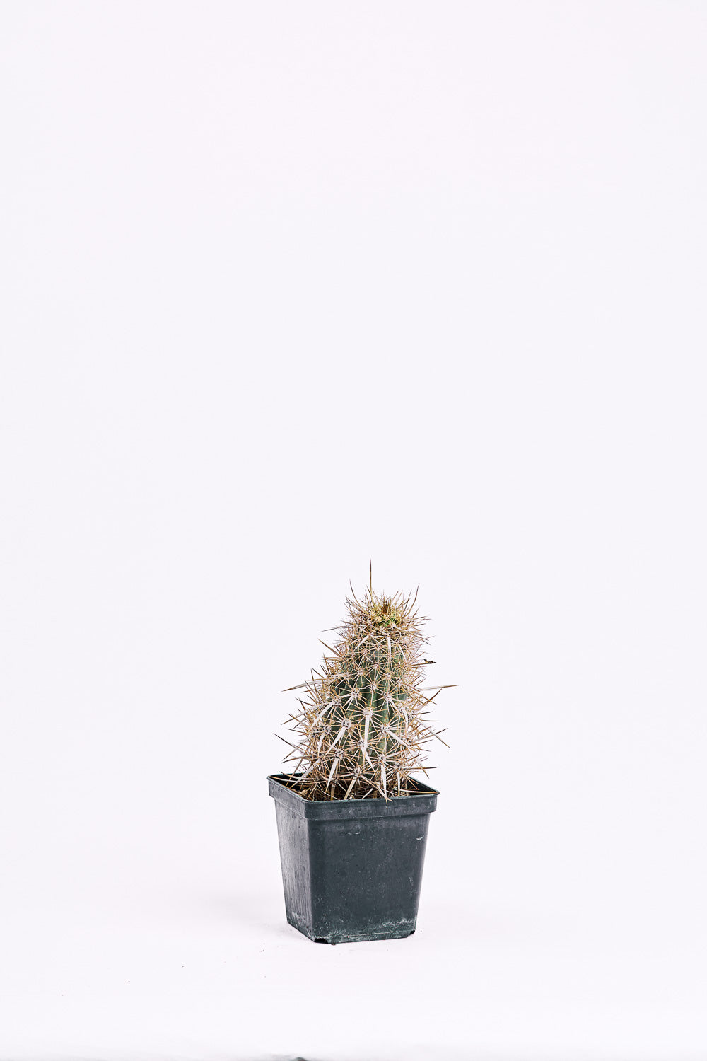 stenocereus eruca