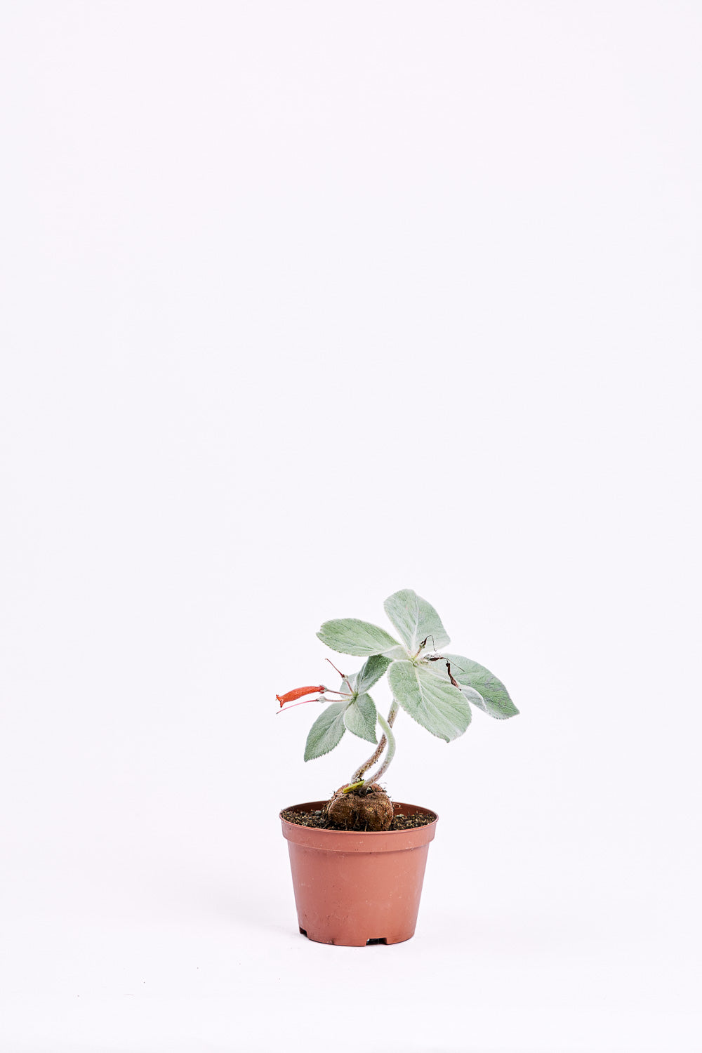 sinningia leucotricha
