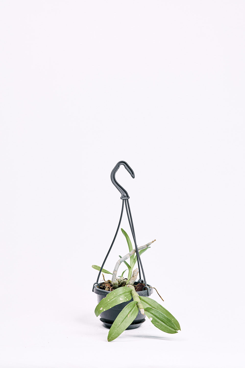 dendrobium parishii semi alba