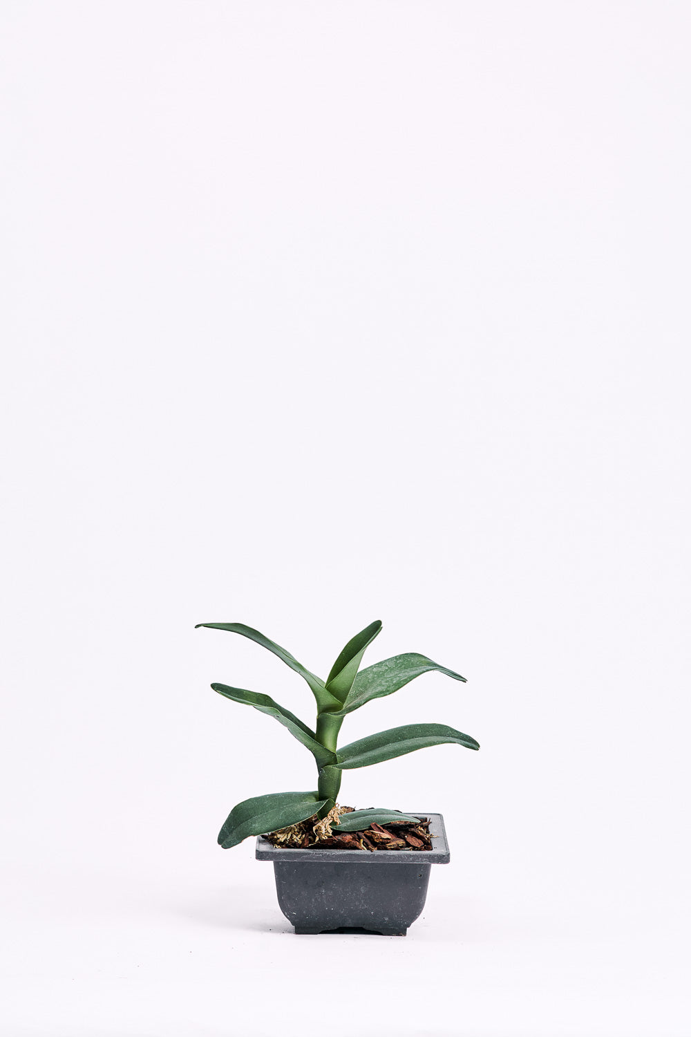 robiquetia cerina red