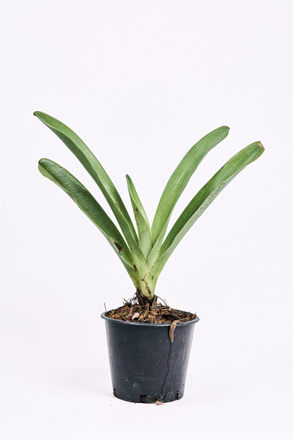 Angraecum longicalcar
