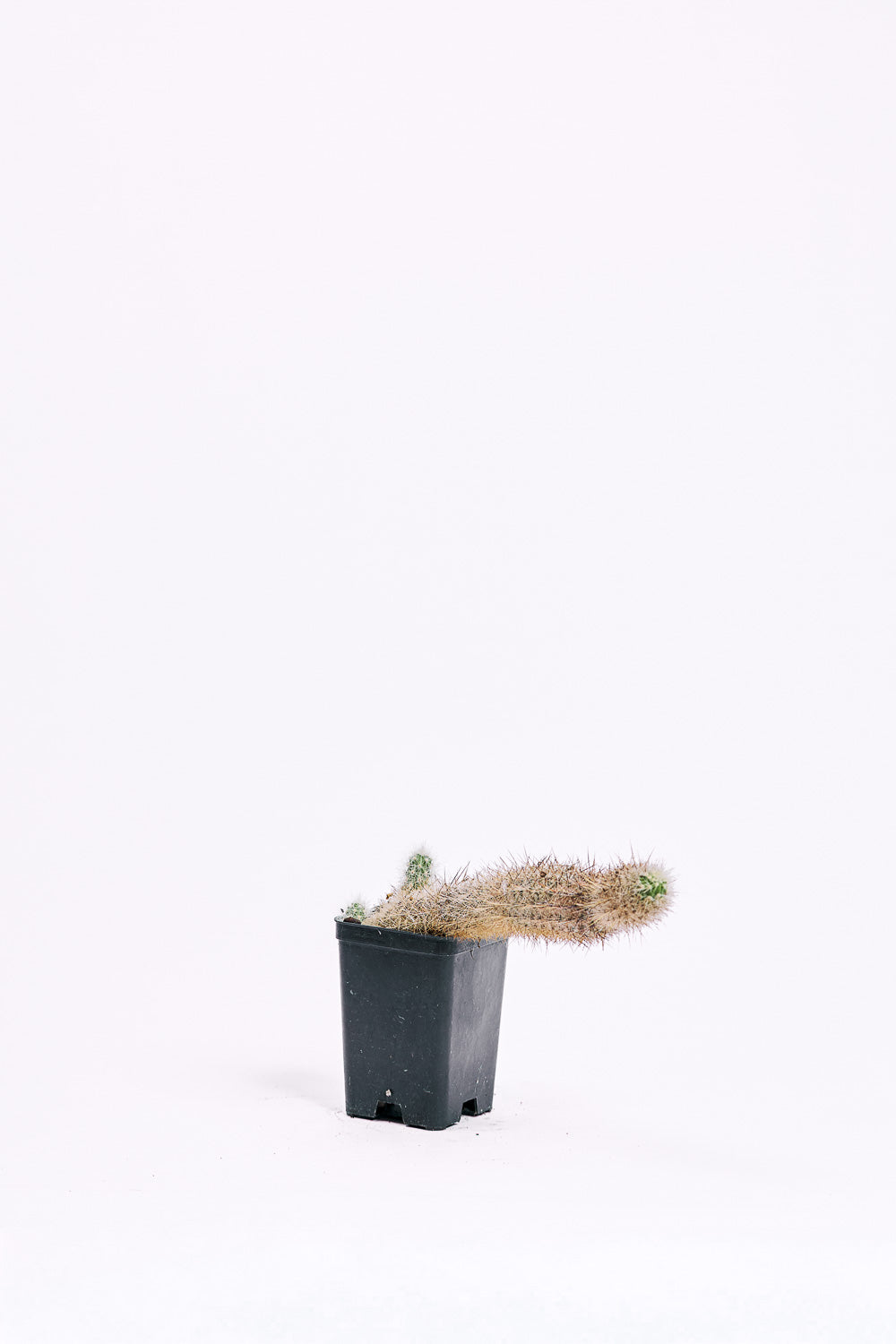 haageocereus decumbens