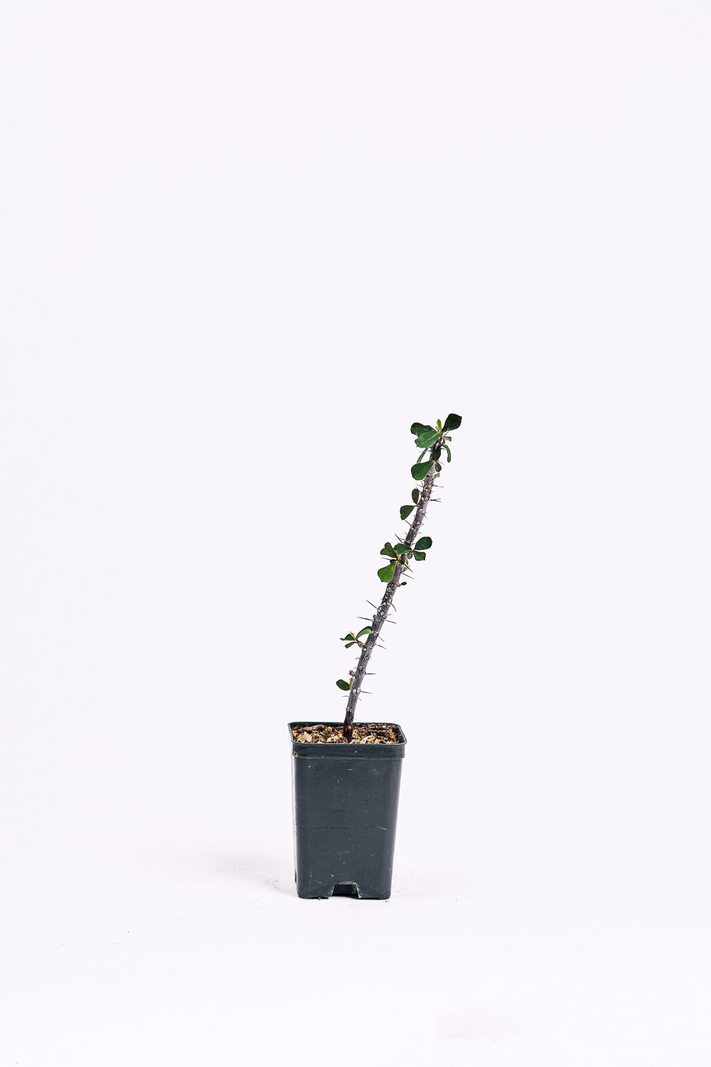 euphorbia bevilaniensis