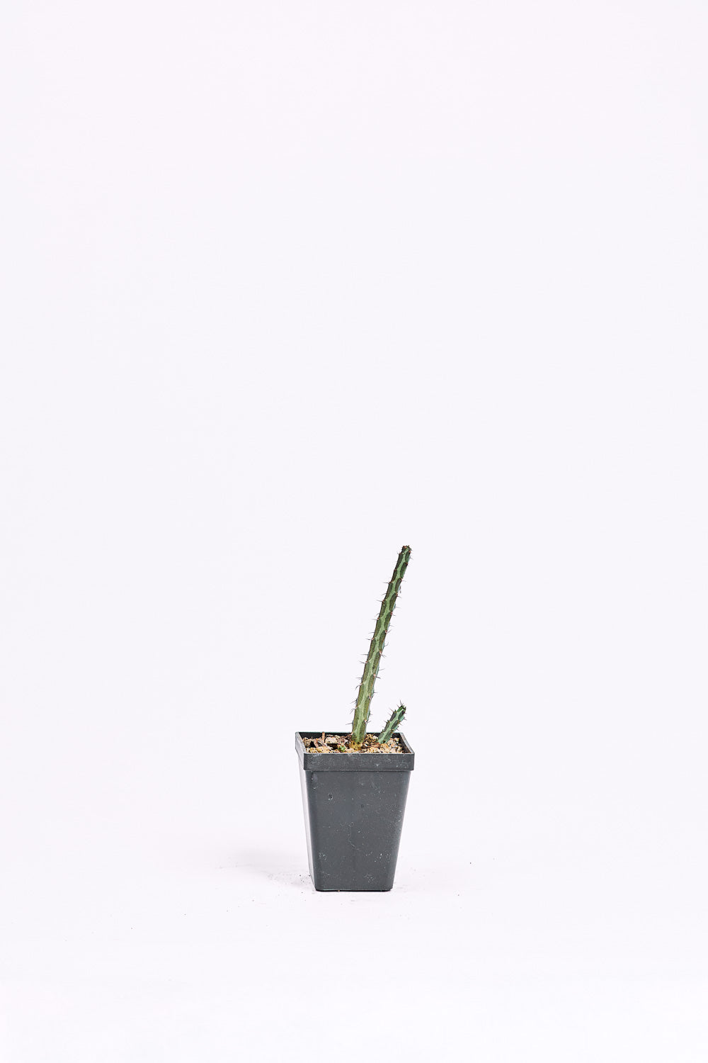 Euphorbia cuneneana