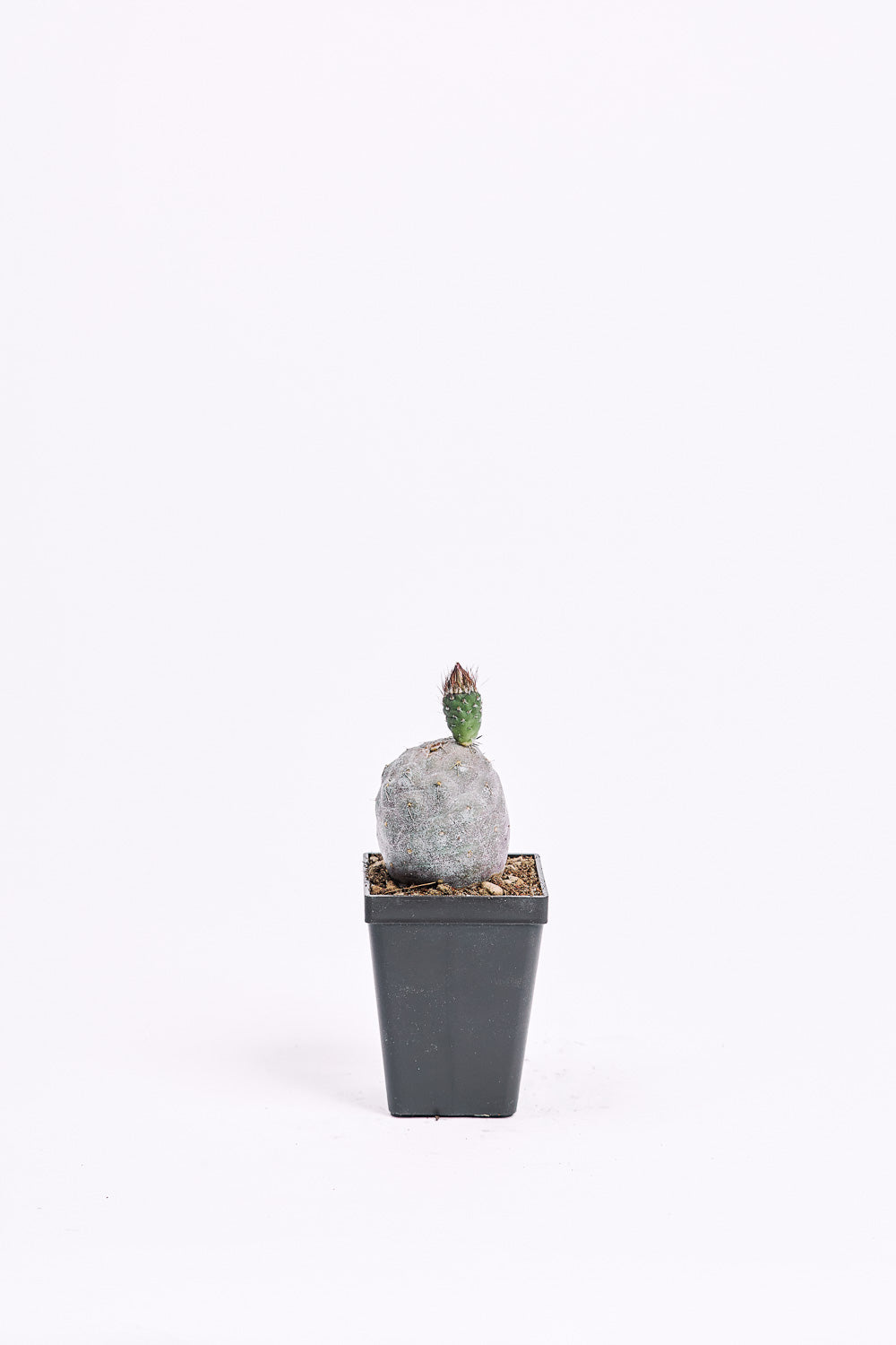 tephrocactus geometricus