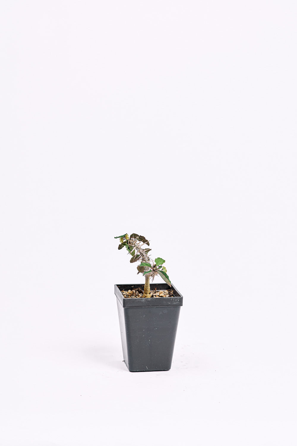 euphorbia rigidispina aff retrospina