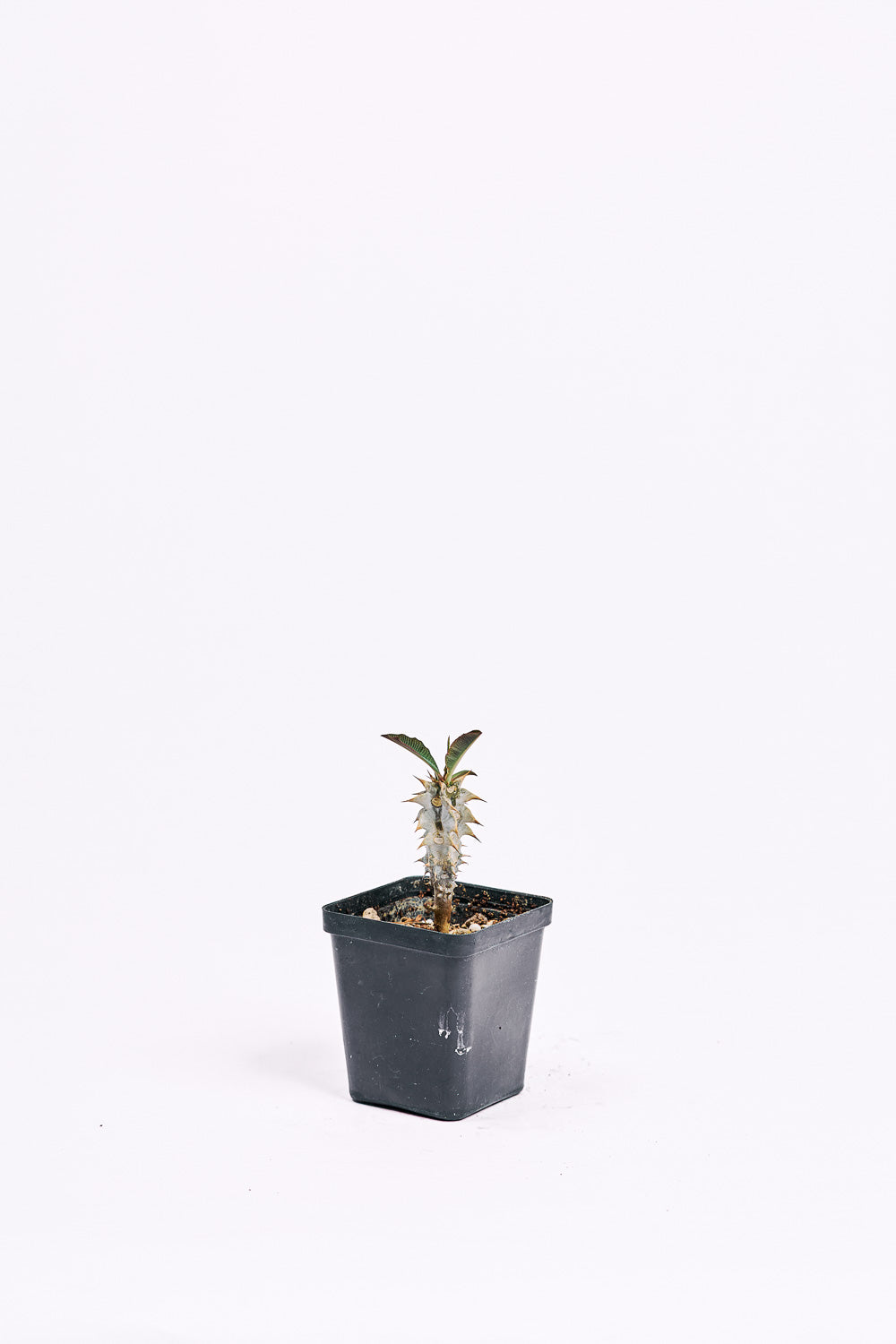 euphorbia multibrachiata