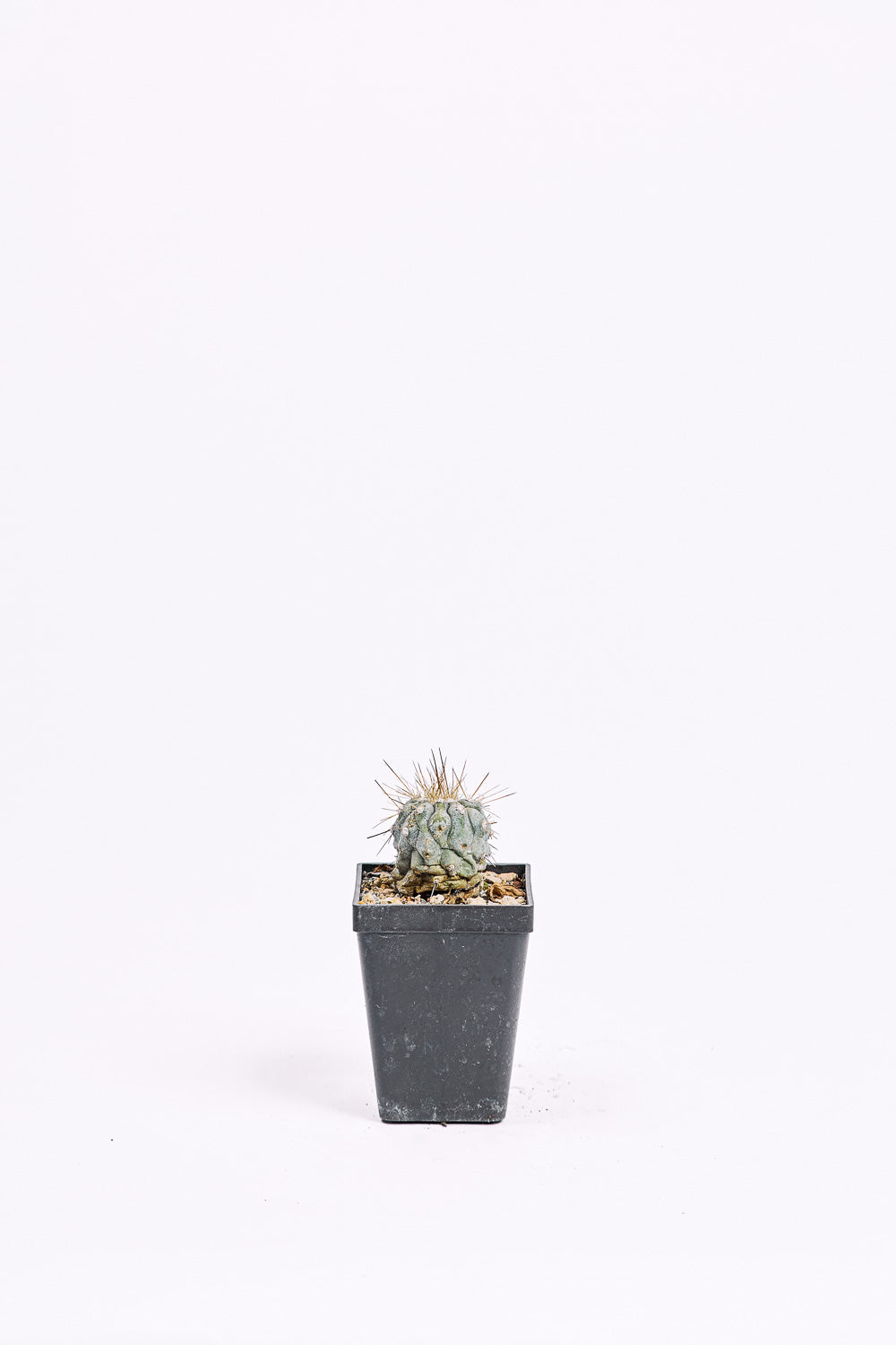 copiapoa cinerea albispina