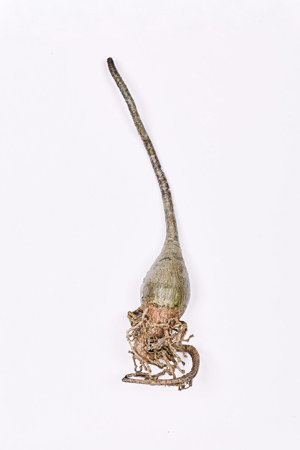 Pachypodium Decaryi
