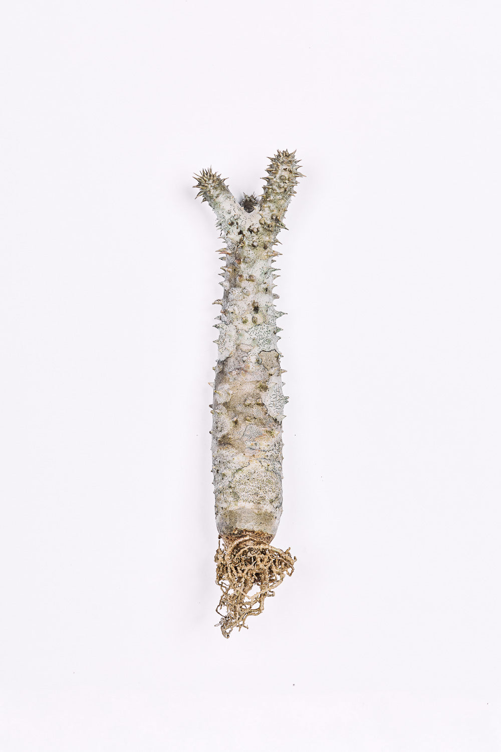 Pachypodium horombense