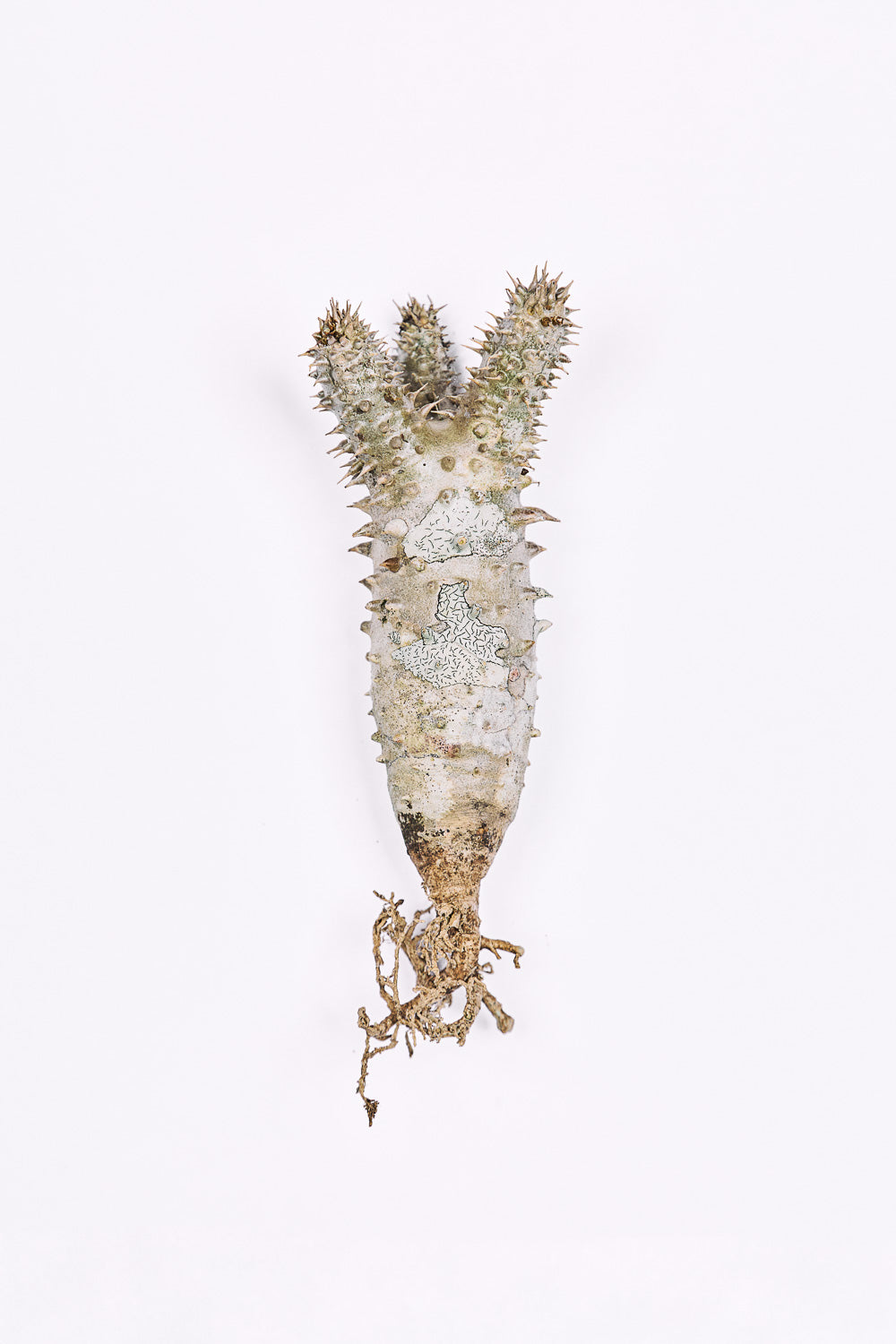 Pachypodium horombense