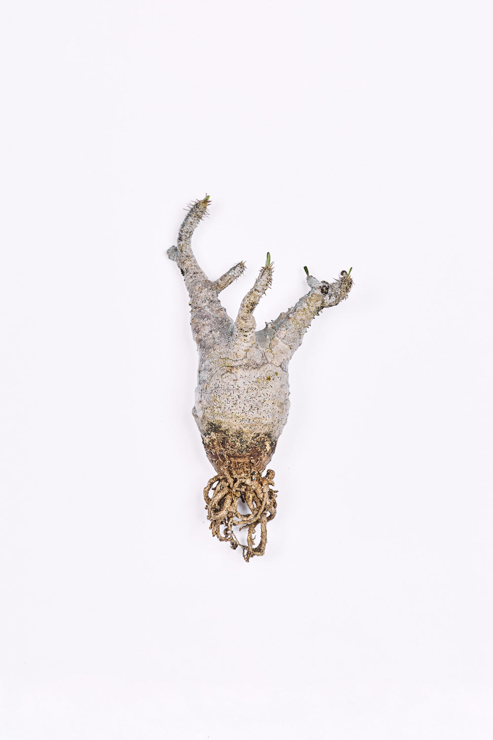 Pachypodium Rosulatum