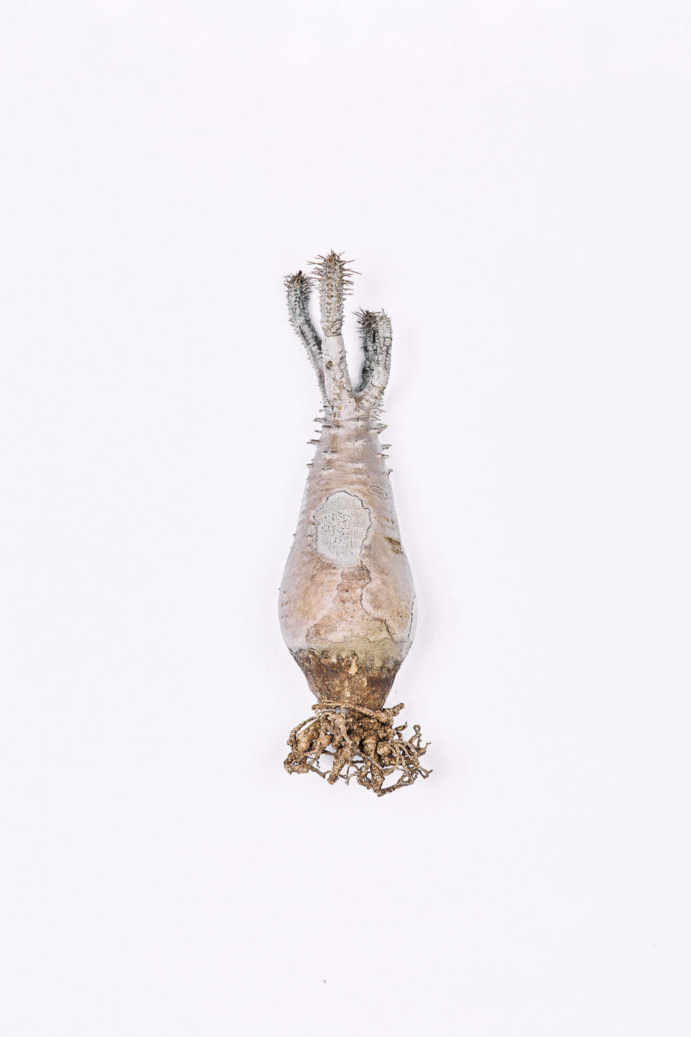 Pachypodium Rosulatum