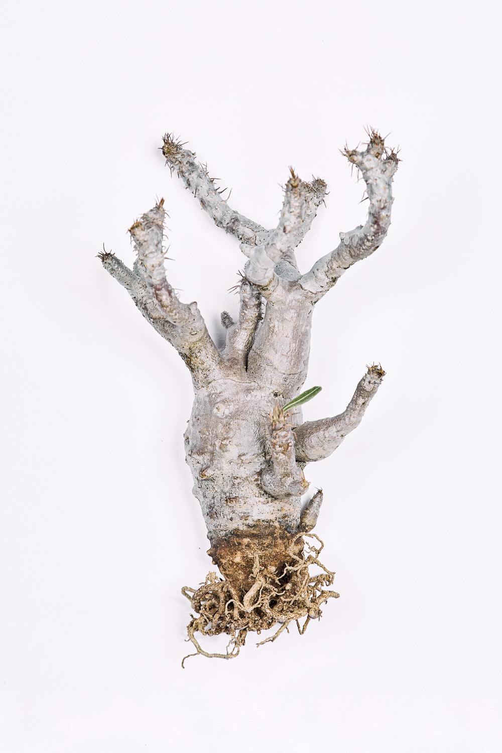 Pachypodium Rosulatum