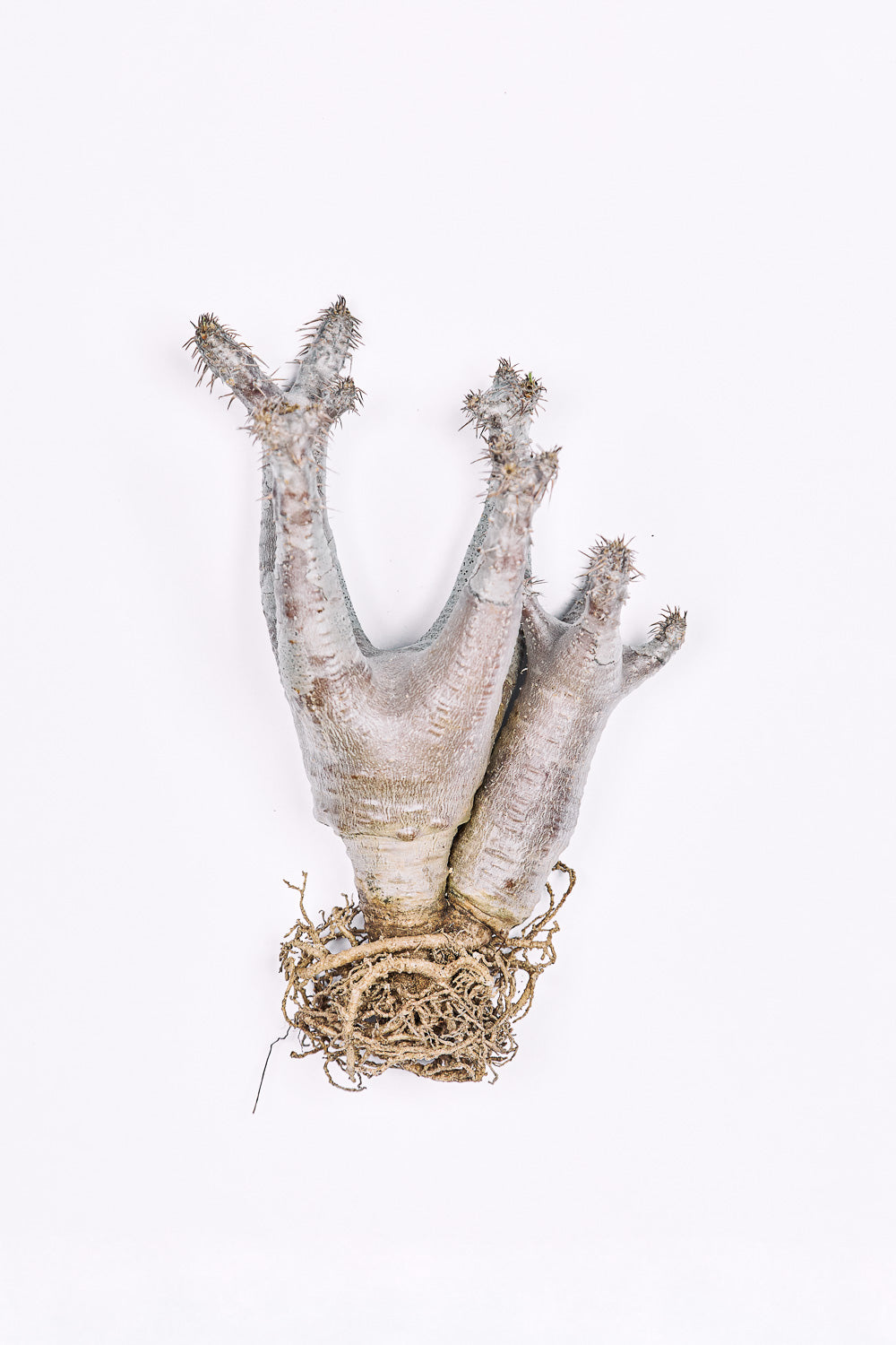Pachypodium Rosulatum