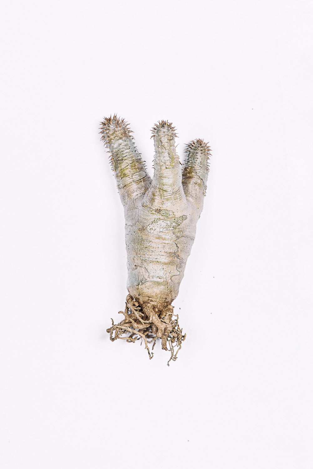 Pachypodium Densiflorum