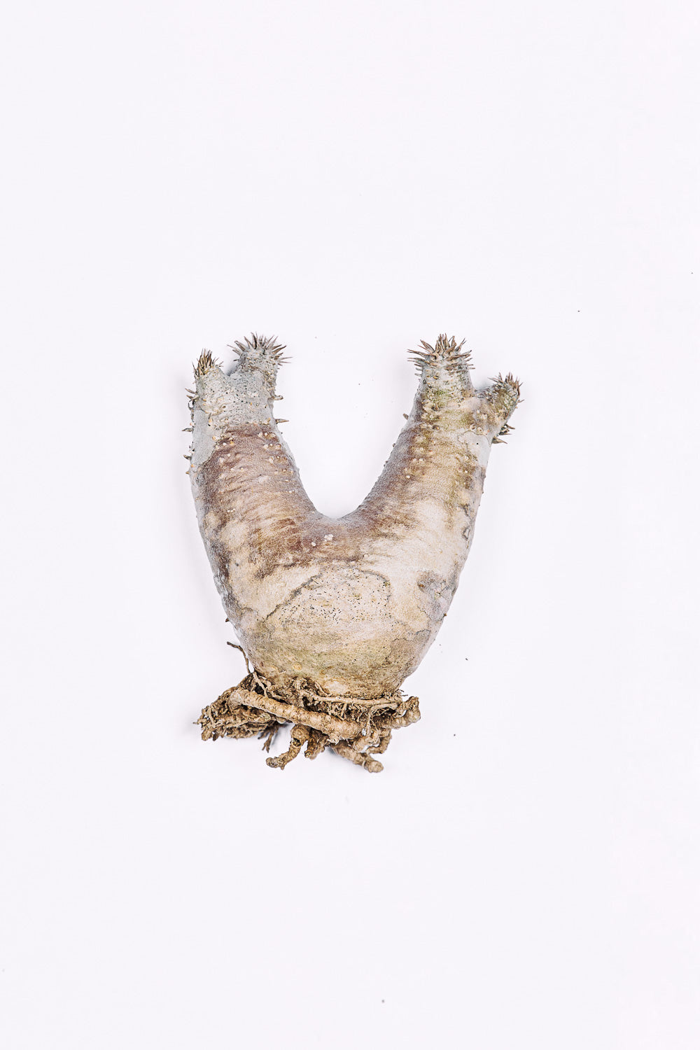 Pachypodium Densiflorum