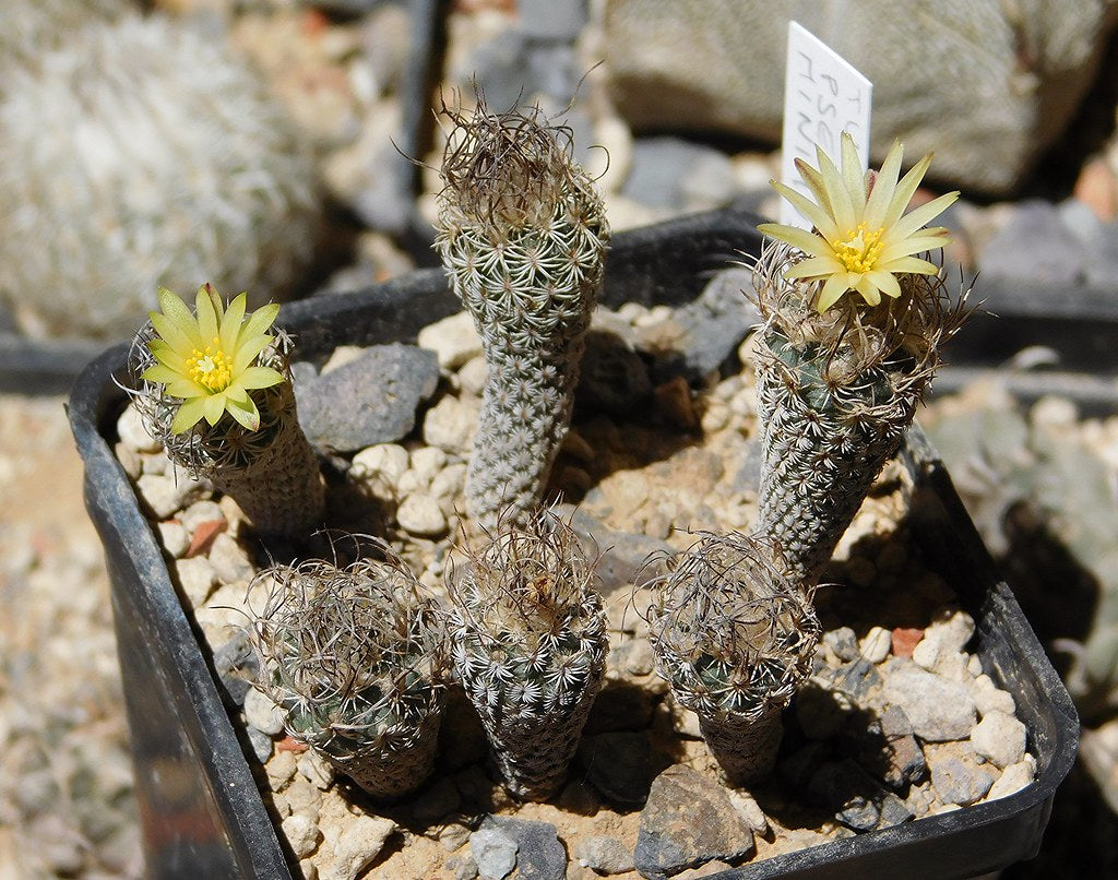 turbinicarpus krainzianus var minimus en fleur