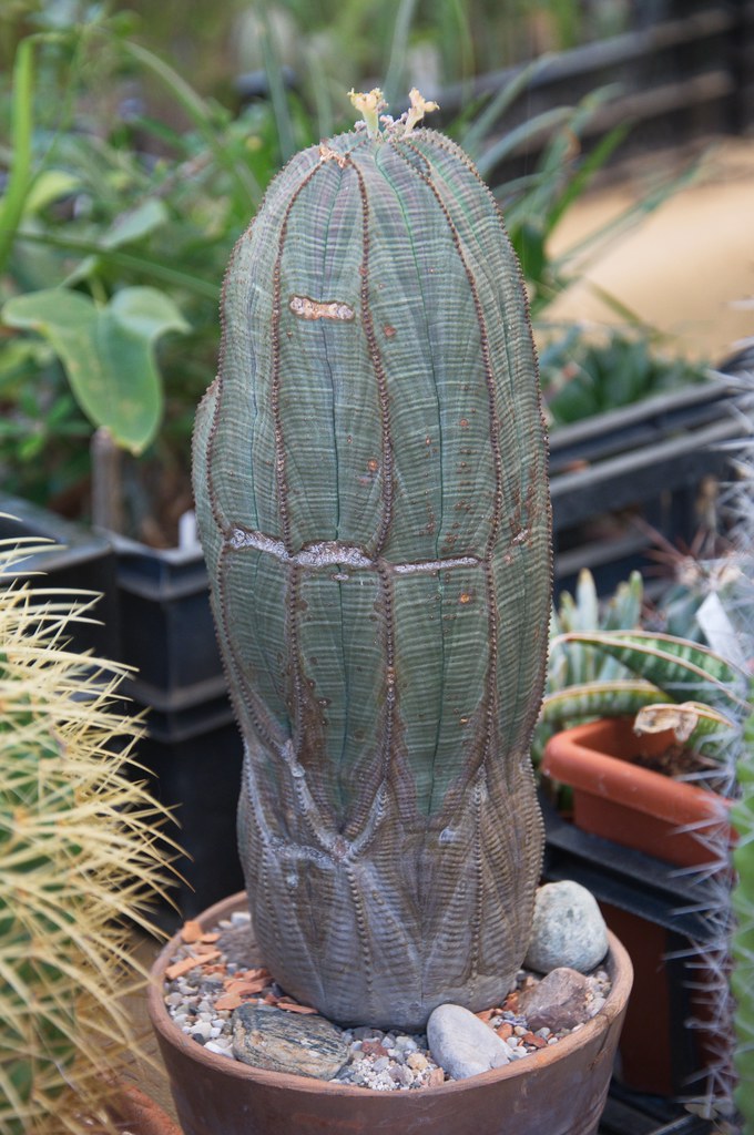 euphorbia obesa vieux