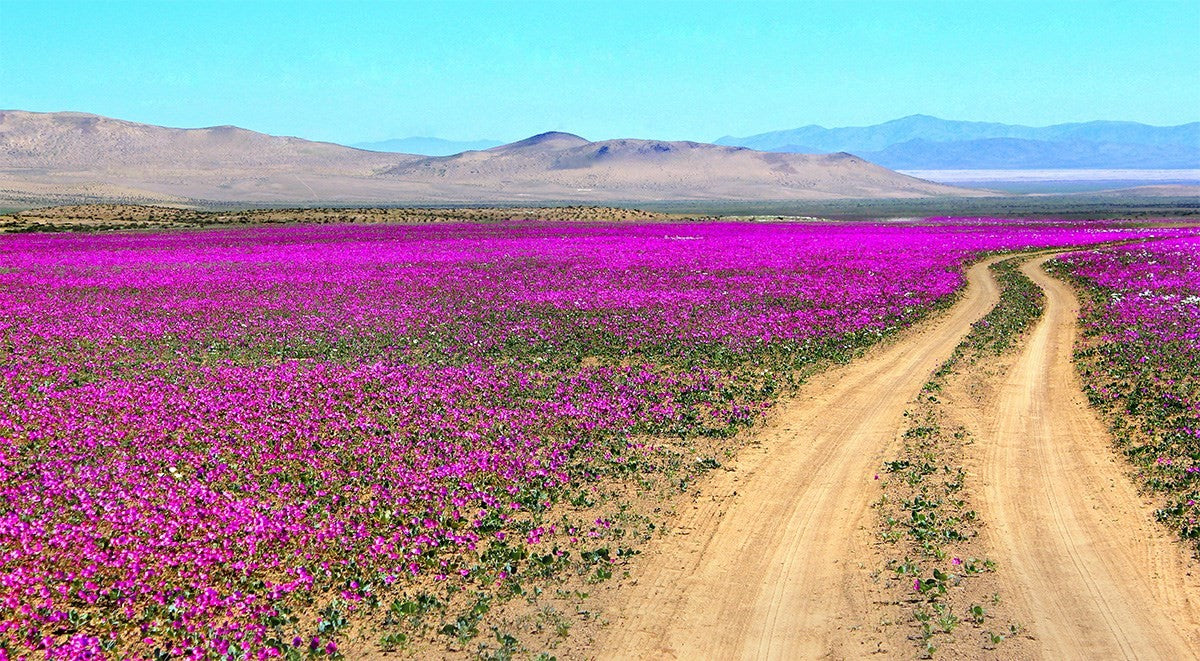 desert fleuri