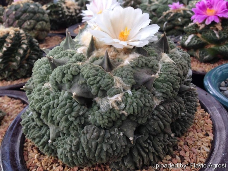 ariocarpus retusus cv godzilla en fleur