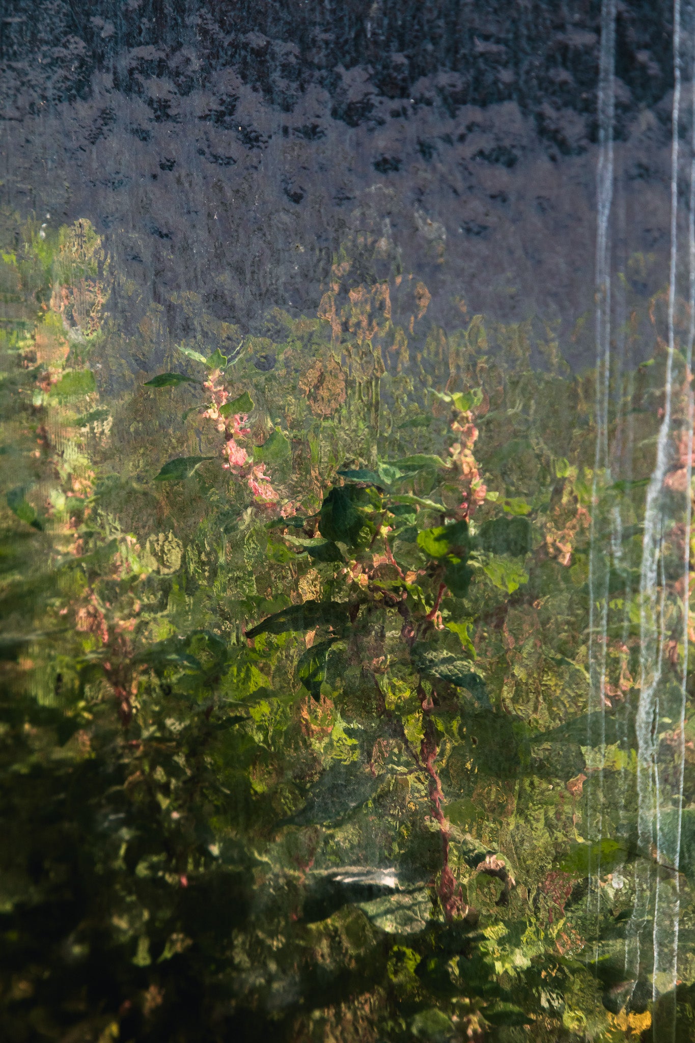 pépinière de plantes tropicales rares et de collection