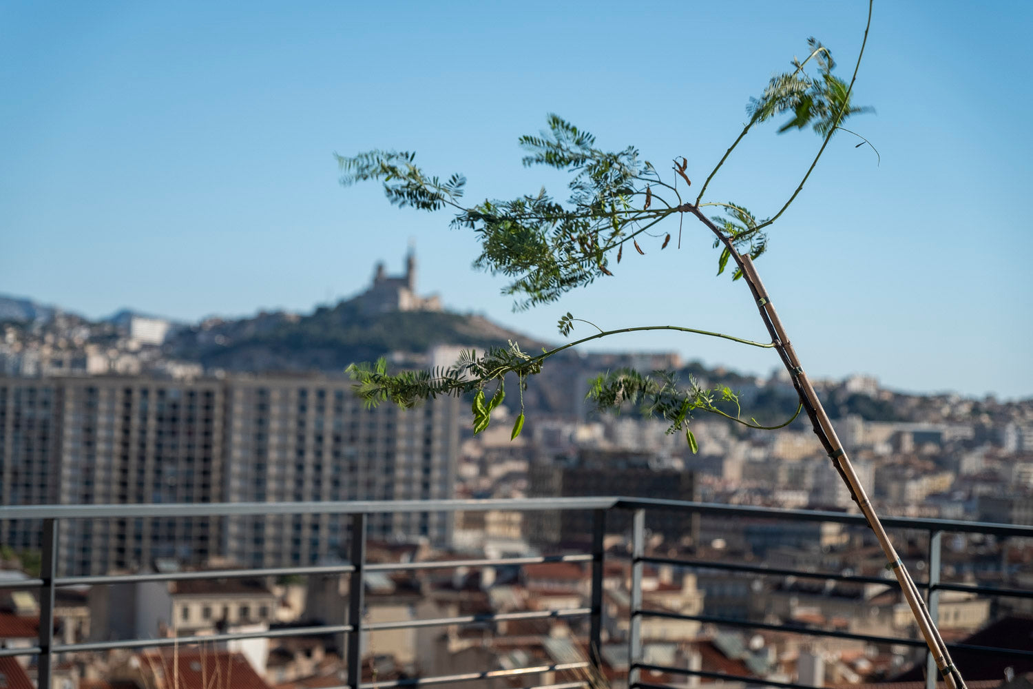 plantes au vent à Marseille