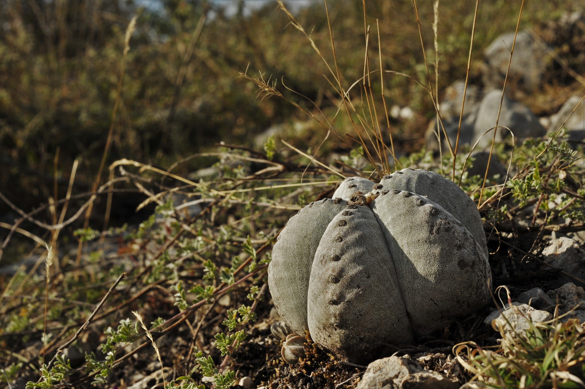 astrophytum myriostigma nudum kikko variegata