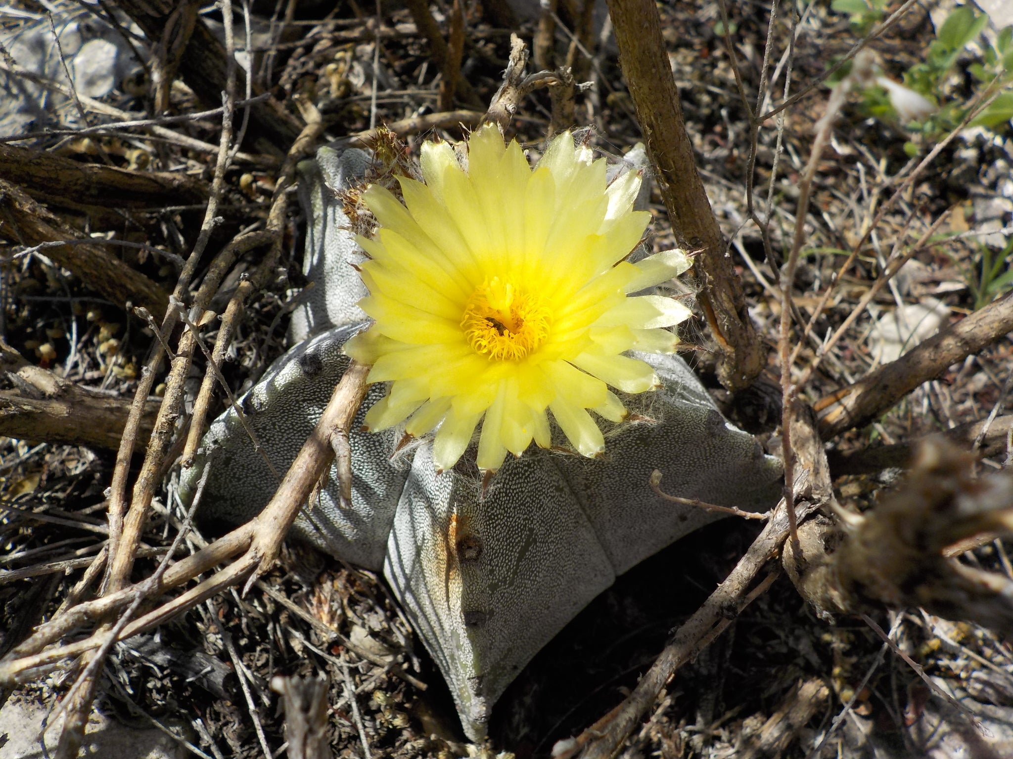 astrophytum myriostigma nudum kikko variegata