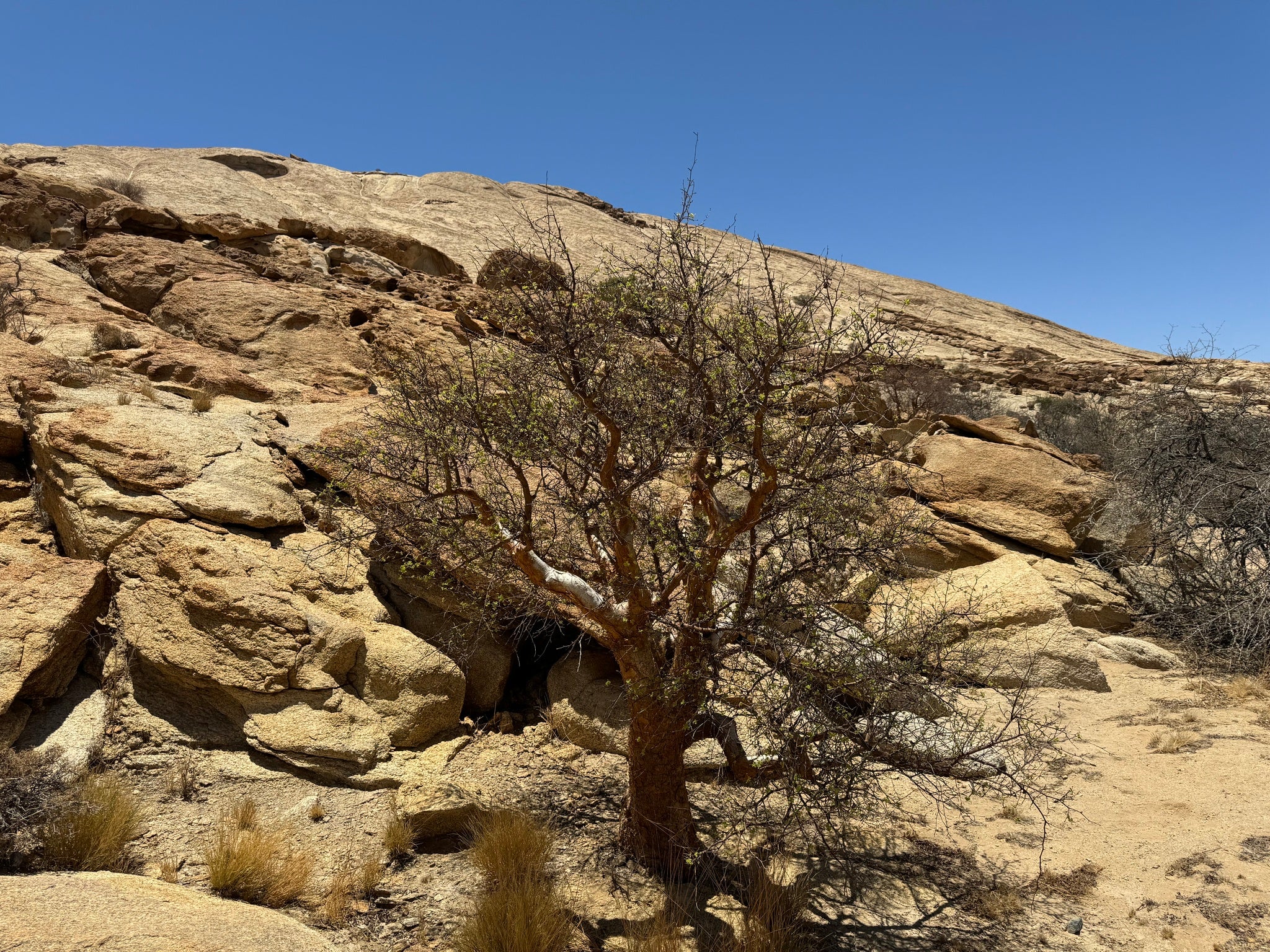 commiphora Rostrata V reflexa