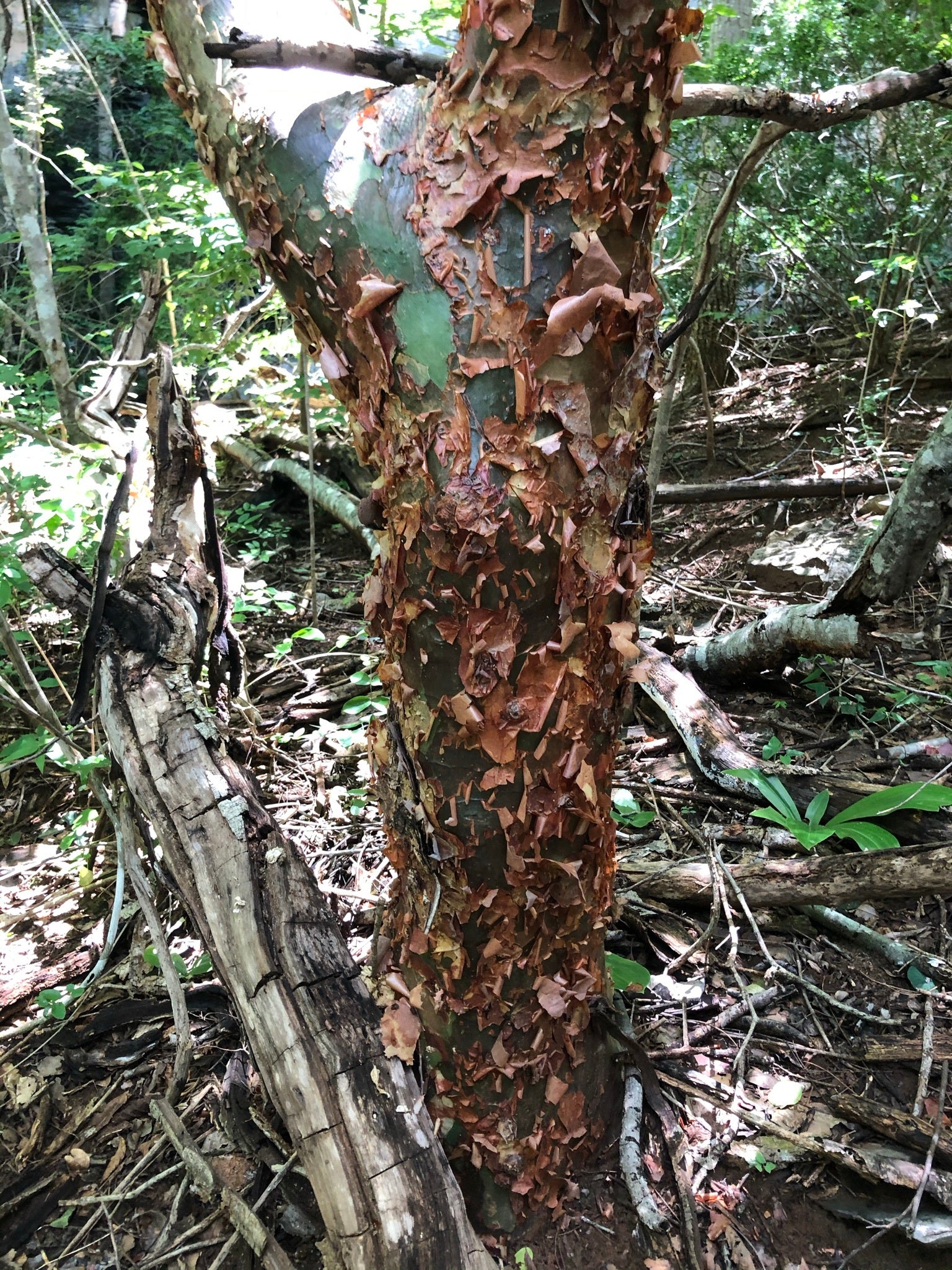 commiphora Rostrata V reflexa